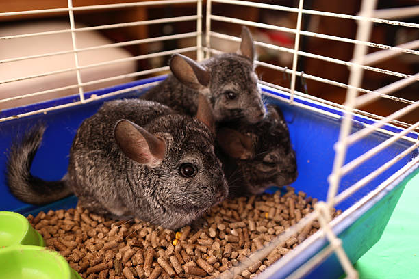 istock Three chinchillas sit together in a blue cage on bedding, looking alert and attentive. 2236257476