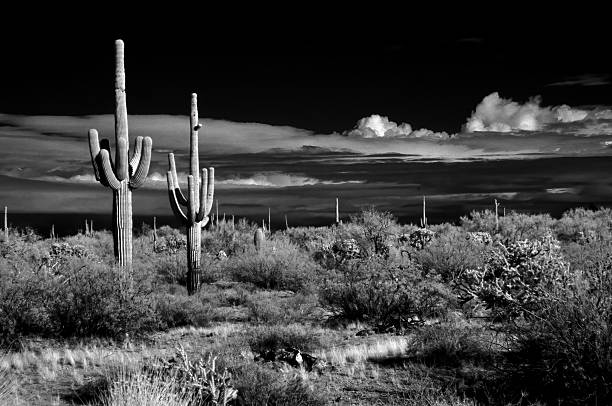 istock Black and White Sonoran Desert Arizona 2236257631