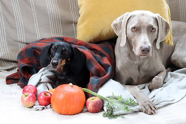 Dachshund and Weimaraner with seasonal fruit and vegetables.