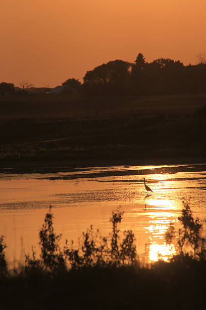 istock Wildlife and birds on the prairies. 2236259115