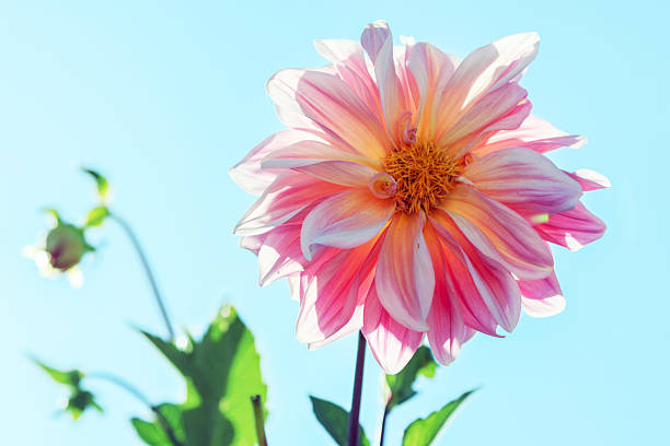 A pink dahlia blooming under the blue sky