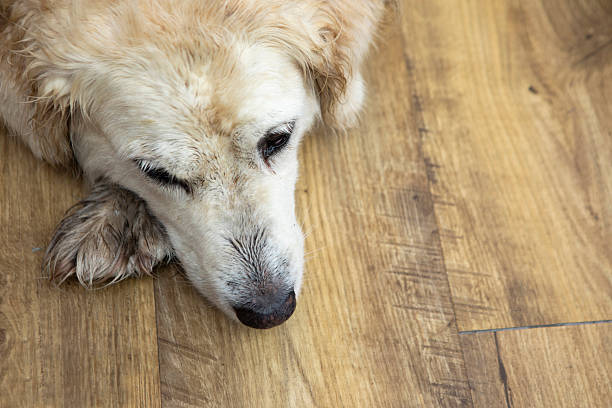 Pets in the home