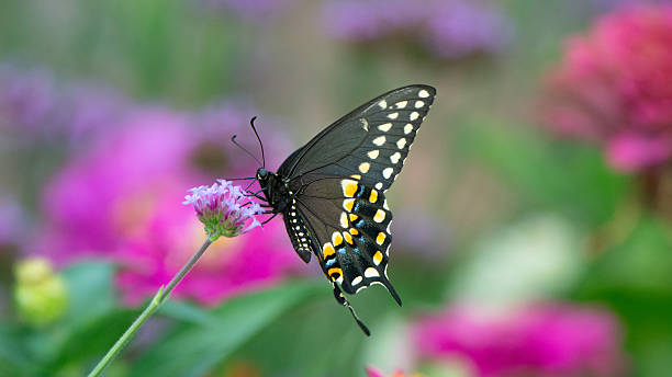 istock Butterfly- Black Swallowtail-Howard County, Indiana 2236262461