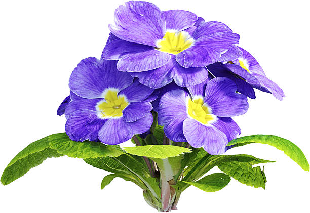 Primula is a genus of herbaceous flowering plants in the family Primulaceae. They include the primrose, a familiar wildflower of banks and verges. Other common species are P. auricula, P. veris, and P. elatior. These species and many others are valued for their ornamental flowers. They have been extensively cultivated and hybridised. Primula are native to the temperate Northern Hemisphere, south into tropical mountains in Ethiopia, Indonesia, and New Guinea, and in temperate southern South America. Almost half of the known species are from the Himalayas.