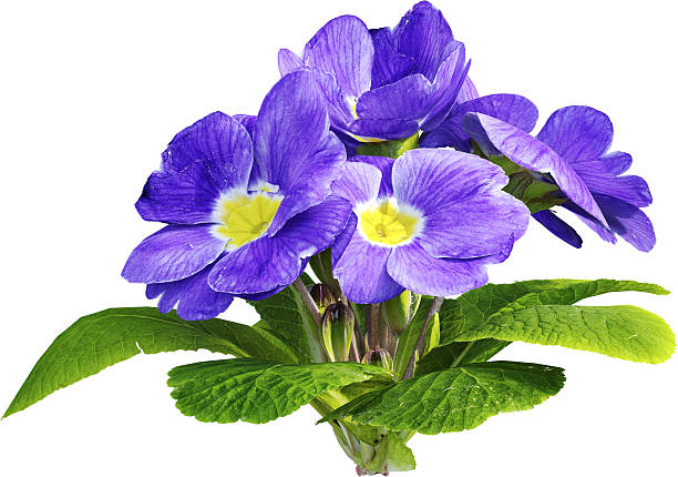 Primula is a genus of herbaceous flowering plants in the family Primulaceae. They include the primrose, a familiar wildflower of banks and verges. Other common species are P. auricula, P. veris, and P. elatior. These species and many others are valued for their ornamental flowers. They have been extensively cultivated and hybridised. Primula are native to the temperate Northern Hemisphere, south into tropical mountains in Ethiopia, Indonesia, and New Guinea, and in temperate southern South America. Almost half of the known species are from the Himalayas.