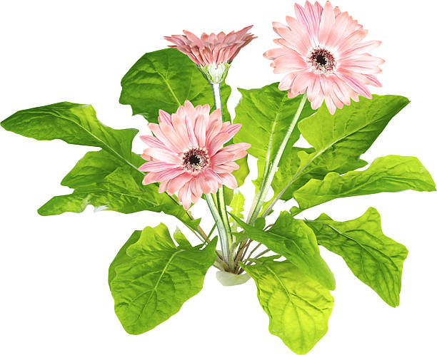 Gerbera is a genus of plants in the Asteraceae (Compositae) family. The first scientific description of a Gerbera was made by J. D. Hooker in Curtis's Botanical Magazine in 1889 when he described Gerbera jamesonii, a South African species also known as Transvaal daisy or Barberton daisy. Gerbera is also commonly known as the African daisy. There are also different colors of gerberas.