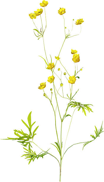 istock Perspective view of wildflower - Ranunculus 2236263654