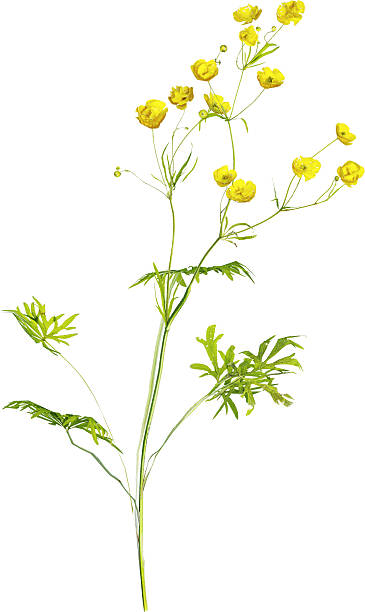 istock Perspective view of wildflower - Ranunculus 2236263694