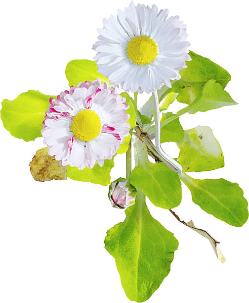 istock Top view of wildflower - Bellis - Common Daisy 2236264319