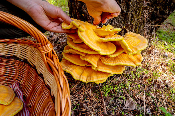 Laetiporus sulphureus