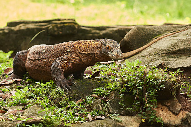 istock A Komodo dragon, a large, rough-skinned, long-tailed, ferocious reptile, walks on the ground 2236265029