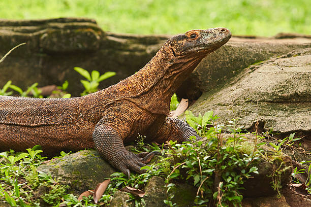 istock A large Komodo dragon walks on the ground 2236265056