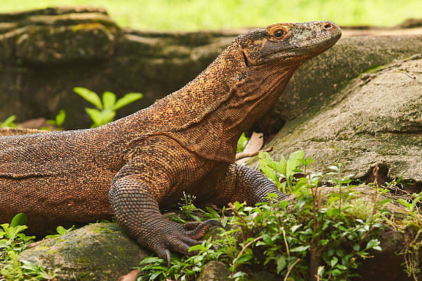 istock A large Komodo dragon walks on the ground 2236265065