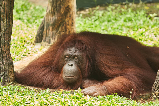 istock An orangutan is lying on the grass under the trees, resting peacefully. 2236265087