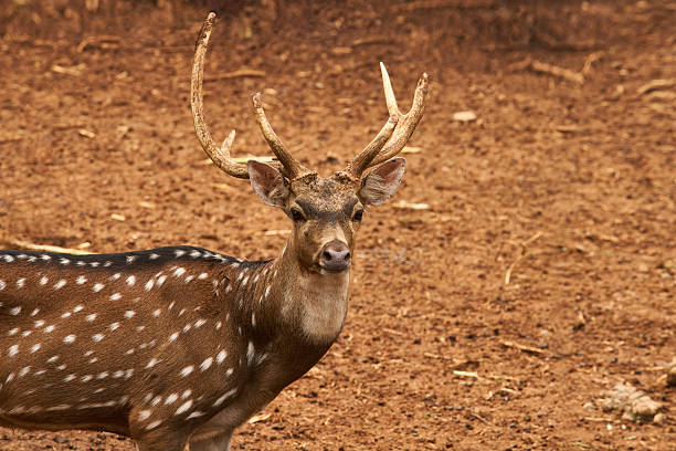 A majestic spotted deer or axis deer, standing on dry, brown earth. Its striking antlers and white spots across its reddish-brown coat stand out clearly