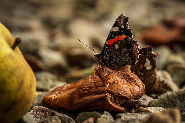 Dorsal view of medium sized butterly The red admiral (Vanessa atalanta) with black wings, red bands, and white spots sitting on white background.