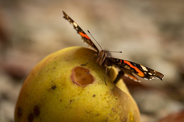 istock Red Admiral butterfly sitting eating a decaying apple 2236265530