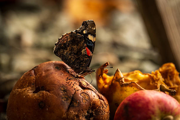 A Red Admiral butterfly sitting on a decaying apple in Autumn garden, with wings closed