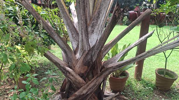 Tall palm tree with rough textured trunk and long green fronds, swaying gracefully, offering tropical charm, shade, and coastal beauty