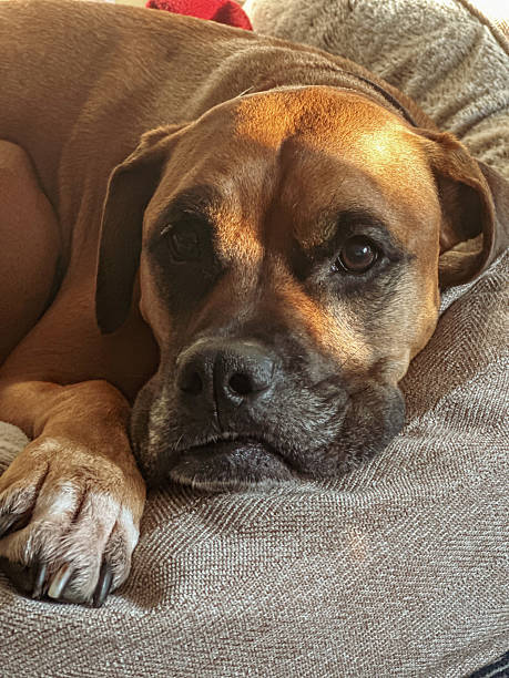 Dog Close up