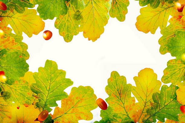 Autumn oak leaves with falling acorns. Nature frame.