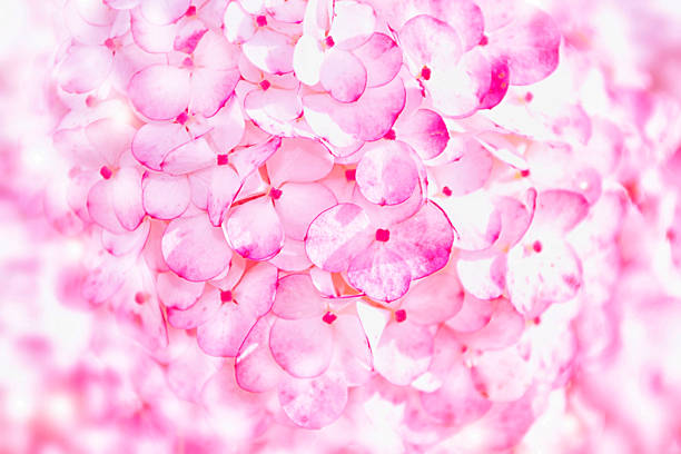 Blur. Floral natural background of delicate hydrangea flowers. Nature.