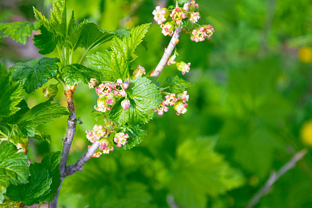 Branch of flowering  currant  in garden. Ribes rubrum