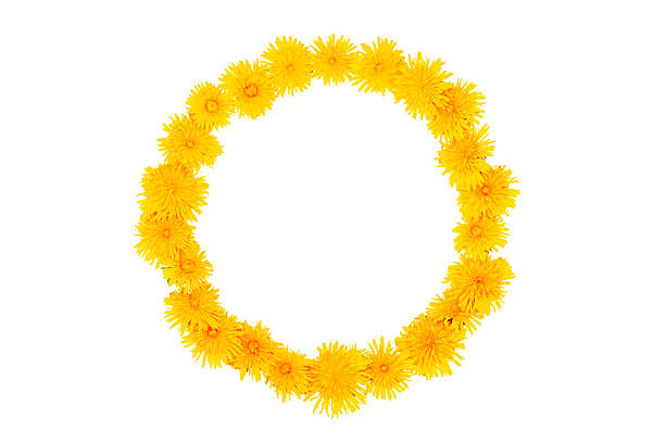 yellow wreath of dandelion on green grass. graphic resources