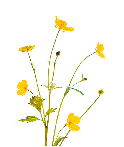 istock Plant. Yellow wildflowers buttercup isolated on white background. 2236276587