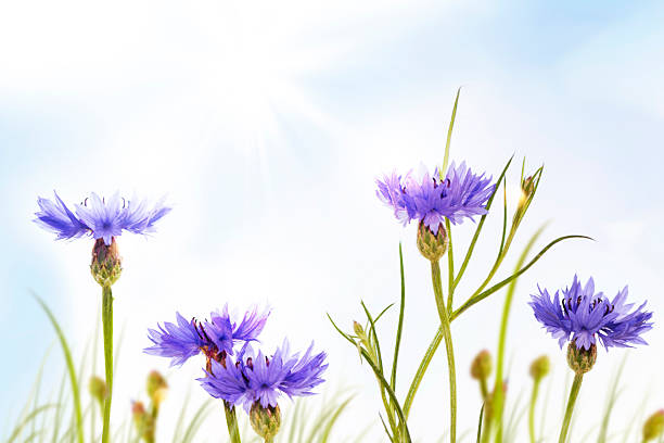 blue flower cornflower in summer meadow. Centaurea cyanus.