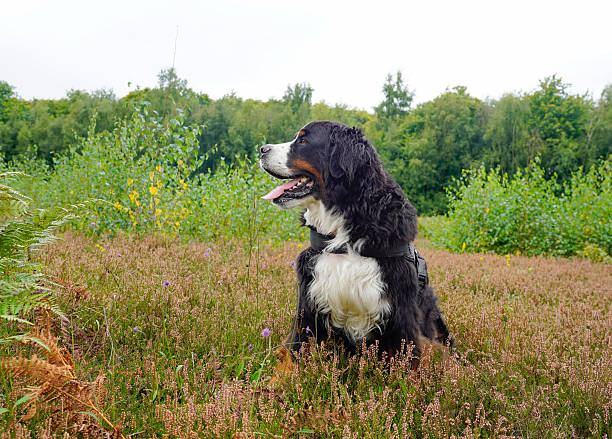 istock Bernese Mountain Dog sitting in a heather field, looking away 2236276633