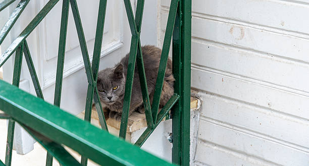 istock Grey cat resting on a ledge behind green metal bars in an urban setting during the day 2236276989