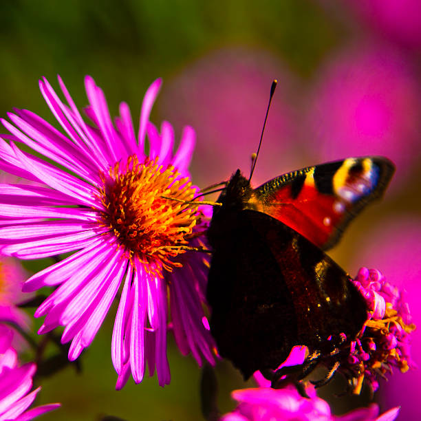 This butterfly is capable of collecting nectar from most flowers.