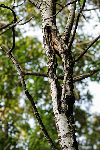 istock A birch tree trunk with a split section with signs of healing 2236278354