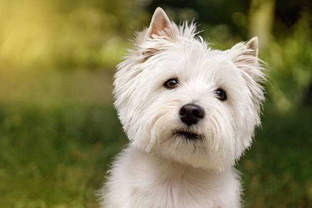 istock West Highland White Terrier dog outdoors 2236279548