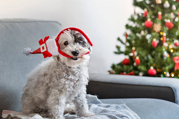istock Havanese dog with  celebrating Christmas at home 2236279798