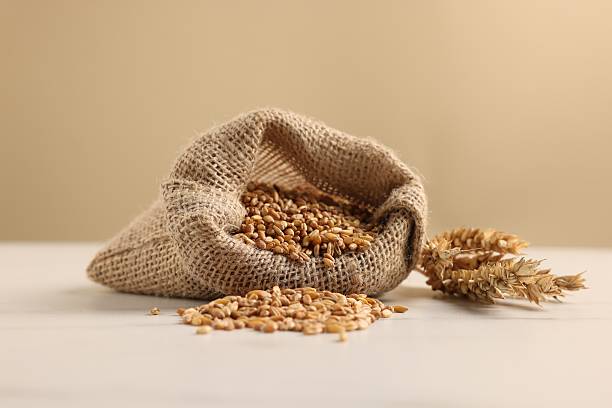 istock Wheat grains, spikes and burlap sack on white marble table, closeup 2236280665