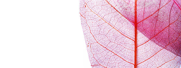 Pastel background. Natural purple background. Transparent skeleton leaves. Copy space