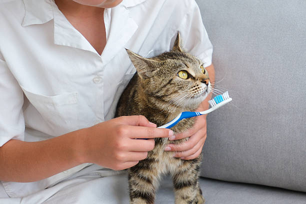 istock A woman brushes a cat's teeth with a toothbrush. 2236281918