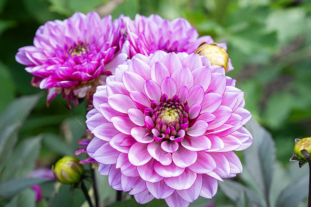 istock Pink Purple dahlia ´Azurit'  flowers in bloom. 2236282929