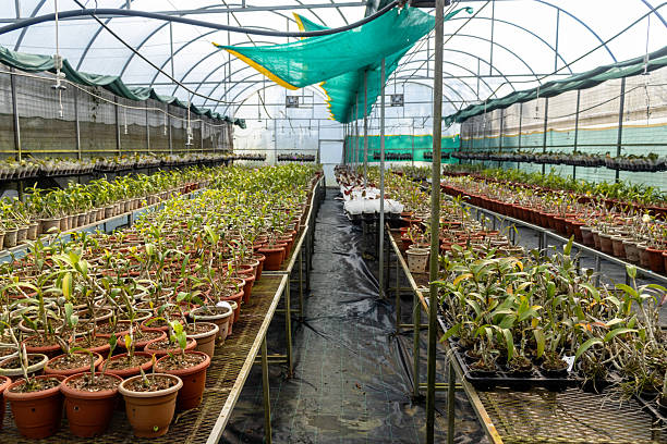 A controlled orchid greenhouse equipped with modern irrigation tanks, ventilation fans, and rows of potted orchid plants. The setup ensures proper temperature, humidity, and water supply for scientific research and sustainable horticulture. This image represents advanced greenhouse farming, plant research, and agricultural technology.