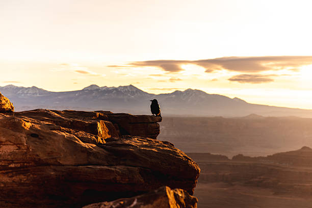 A lone bird sits on a rugged cliff as the sun sets, casting warm light over a vast desert canyon with distant snow-capped mountains, creating a dramatic, tranquil landscape.