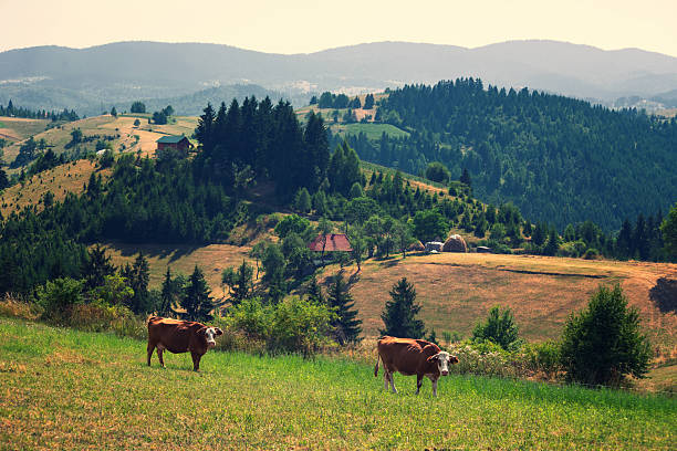 Cows grazing on the pasture in the mountains on the sunny summer day.