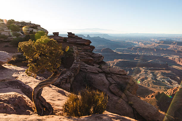 istock Sunlit Desert Canyon Edge With Wind-Sculpted Tree And Expansive Rock Formations 2236283299