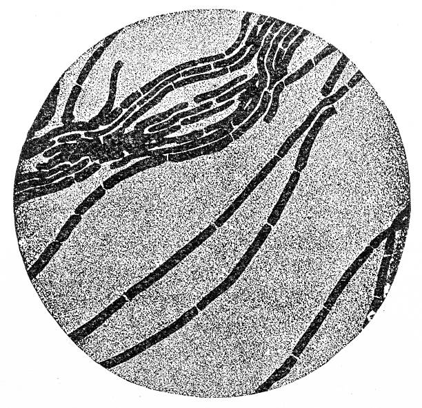 Antique magazine image: Bacterial Biology Microscope Image, Rod Shaped Bacteria, Bacilli chain