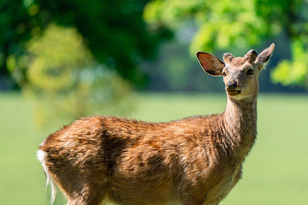 Small Deer
