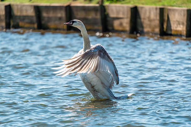 Swan stretching wings while standing in a lake on a sunny day