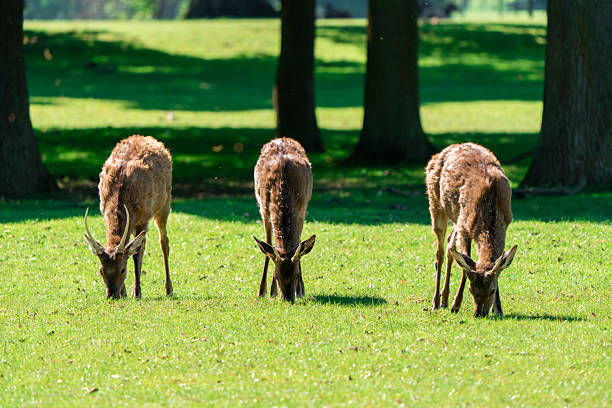 Three deer are grazing on bright green grass in a park on a sunny day