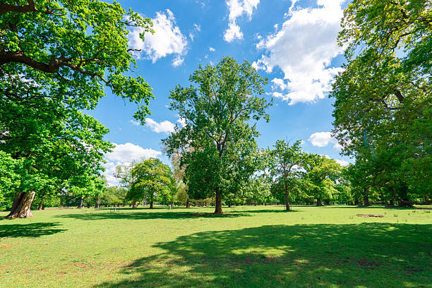 Woburn park english countryside landscape with lush green trees and grass