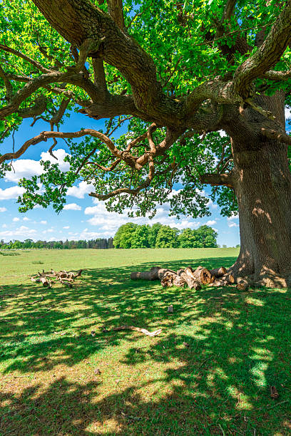 Ancient oak tree dominating the green landscape of woburn park under a blue sky